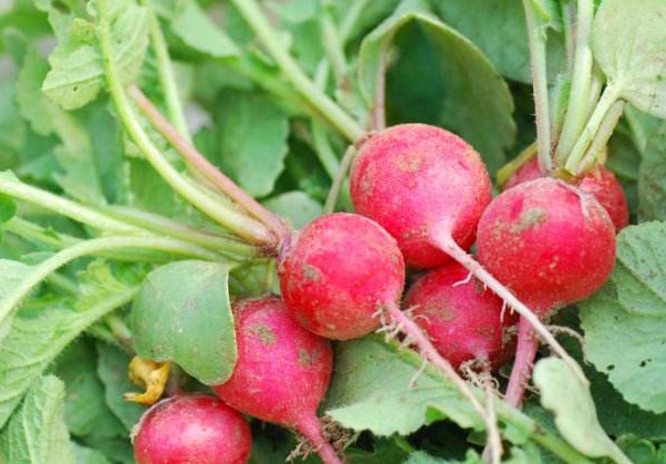 This kind of natural calcium tablets, planted at home, crisp and delicious, can be eaten in half a month!