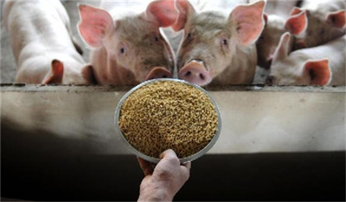 Pig farm to reduce feed mildew, do a good job of these eight practical measures