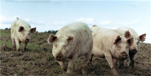 Sows are not still in estrus, can they breed?