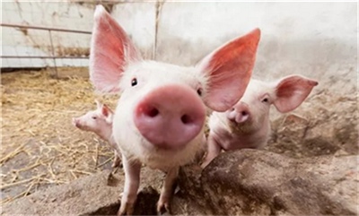 Pig lice and flea control occurs in pig farms. Do you know how to control pigs?