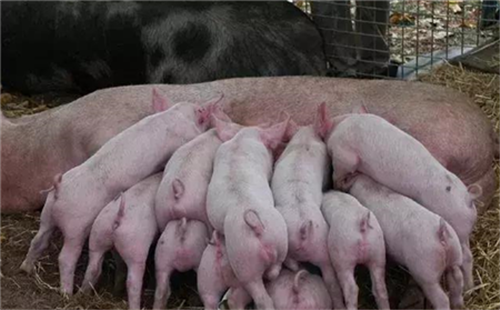 Treatment of hemolytic disease of newborn piglets