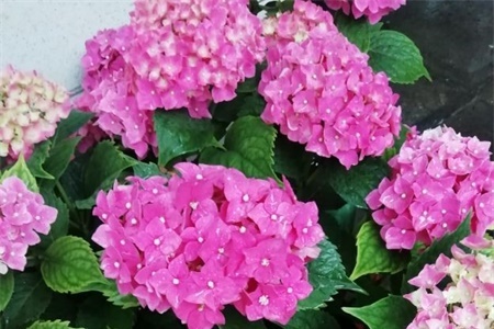 What kind of flowers are suitable for growing in Lianyungang? what are city flowers and city trees?