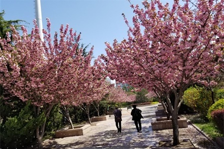 What kind of flowers are suitable for growing in Huai'an? what are city flowers and city trees?