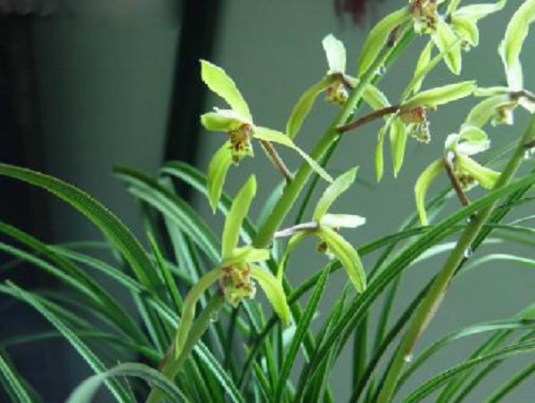 Analysis on the causes of falling bud of orchid and its treatment