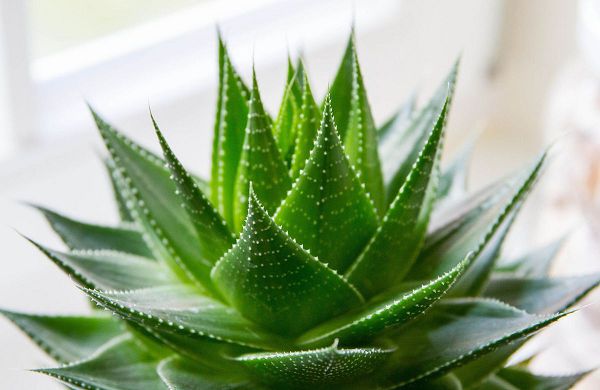 Aloe is raised like this, so that it rubs and explodes in the basin. It is difficult to raise it well.