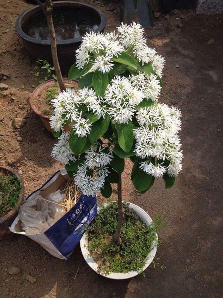 As soon as it blossoms, it shines all over the balcony and shines with a little sunshine.