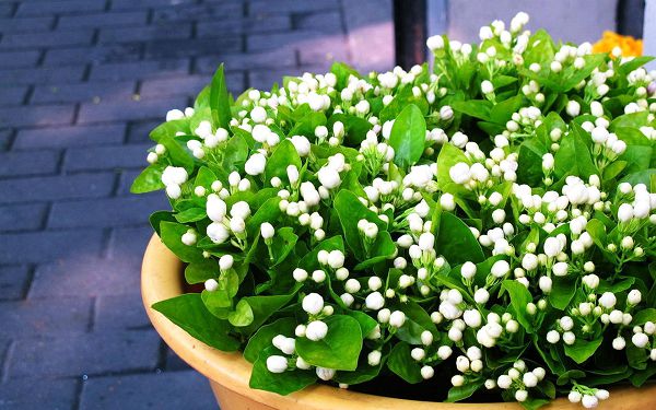 A little trick to grow flowers to make the plants at home rub against each other and burst the pot.