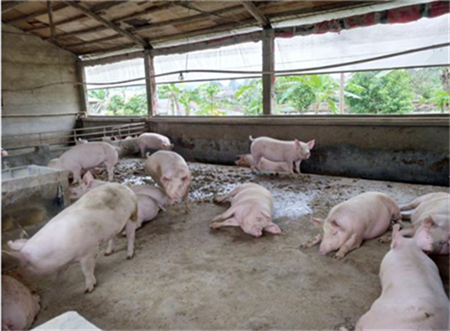 Analysis on the Prevention and Control measures of Pig High Fever in Nanjing (1)