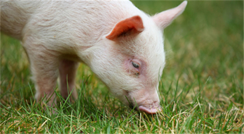 Clinical diagnosis and treatment of common reproductive disorders in small and medium-sized pig farms (4)