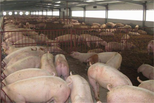 Clinical diagnosis and treatment of common reproductive disorders in small and medium-sized pig farms (3)