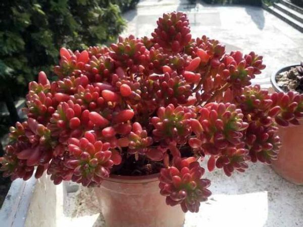 Put these things in when turning the basin and let the flowers explode year after year.