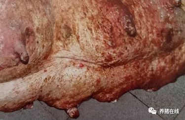 How to prevent swine blister disease in pig farms? What's the difference between foot and mouth disease?