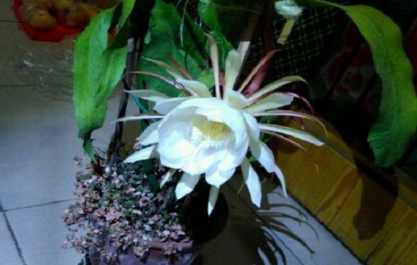 How to make epiphyllum blossom during the day