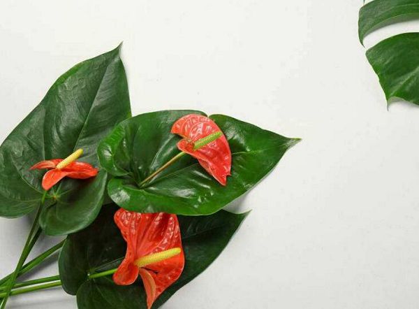 The conservation method of Anthurium, first of all, to choose suitable soil for growth