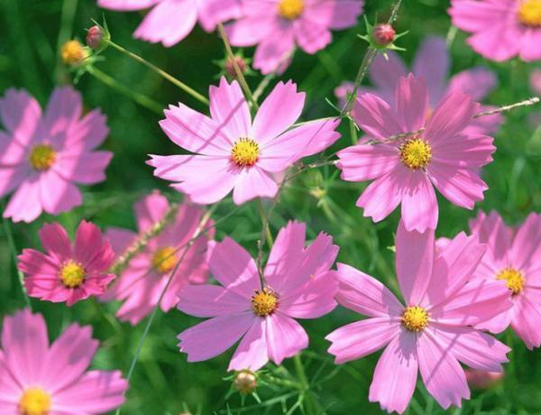 How to maintain Persian chrysanthemum after sprouting? Maintenance methods of Persian chrysanthemum