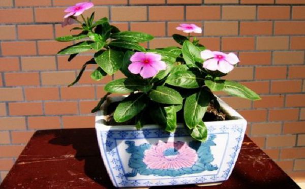 What if the leaves of Catharanthus roseus are curled and curled?