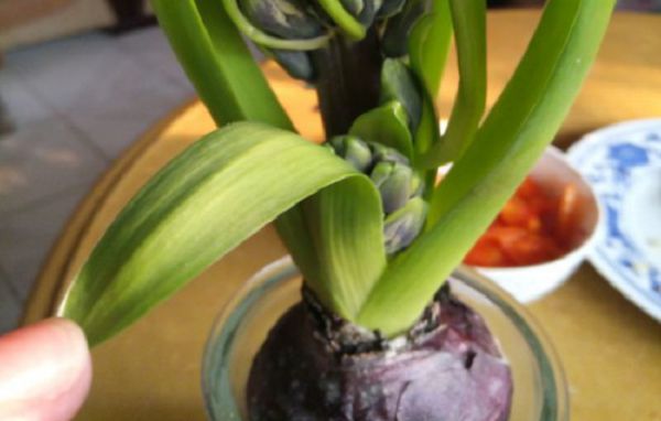 Why does the stem of hyacinth bend? in fact, it is a kind of arrow entrapment phenomenon.