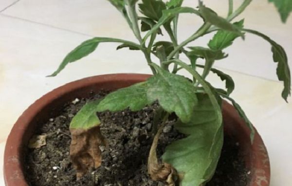 Chrysanthemum potted lower leaves dry yellow, how is the reason?