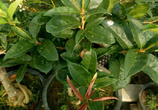 Fertilization skills of potted Osmanthus fragrans