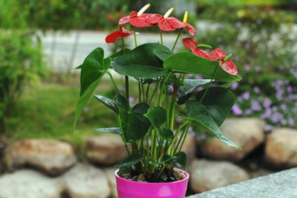 How long should Anthurium andraeanum be watered after changing the basin? it should be watered thoroughly immediately after changing the basin.