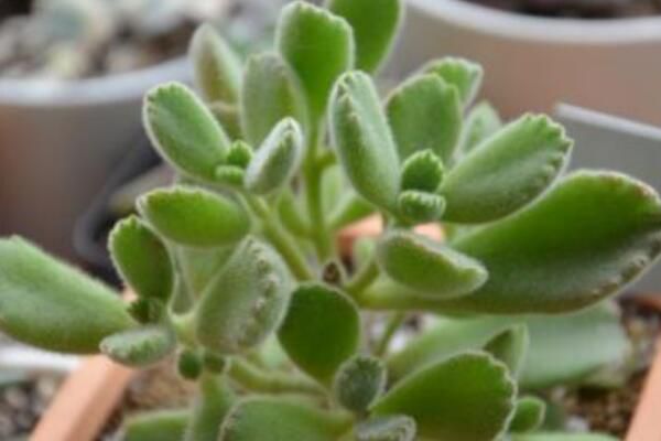 The method of propagation by inserting bear paw leaves