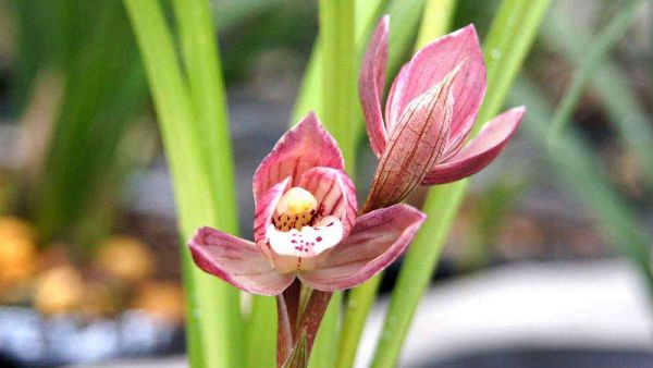 How to cut the stems of orchids after flowering