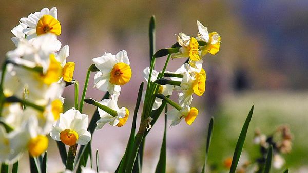 What if the daffodils fail?