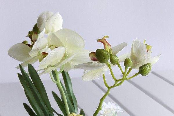 Is Phalaenopsis woody or herbaceous?