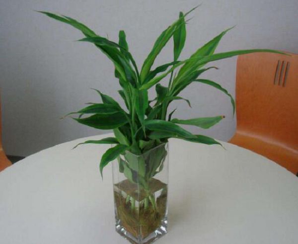 How to raise the newly bought rich bamboo in water? tips for raising rich bamboo in water.