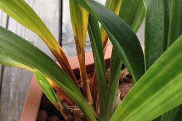 Why the leaves of orchids are yellow and how to remedy them