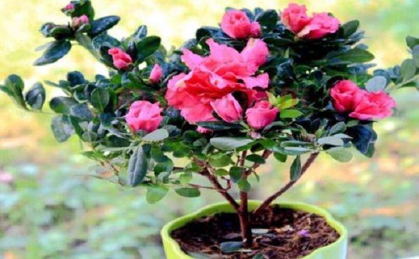 What kind of fertilizer is suitable for rhododendron and what fertilizer is the best?