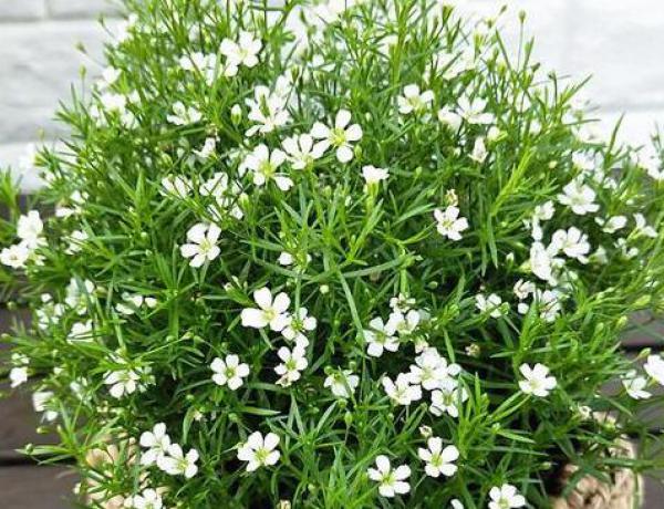 The method of family potted plants full of stars