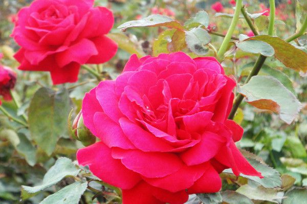 Can roses survive outside in winter?