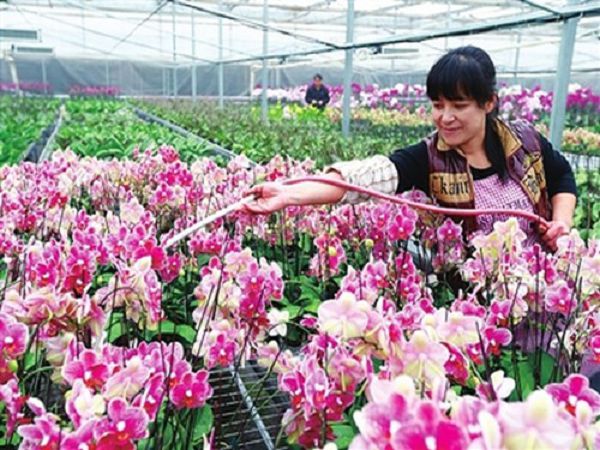 Fertilization technique of potted Phalaenopsis