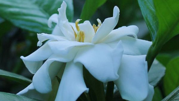 How to maintain Gardenia jasminoides