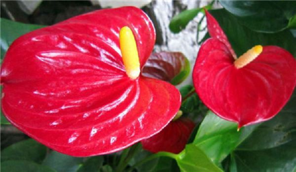 What if the palm of Anthurium andraeanum fades?