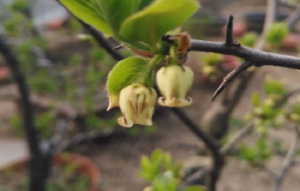 Is there a distinction between male and female Laoya persimmon?