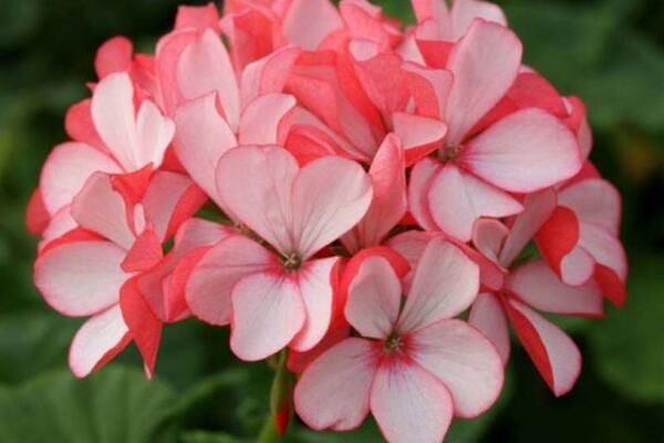 How to make the geranium explode quickly