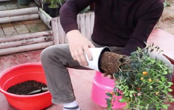 Maintenance of goldfish hanging orchid after pouring pot