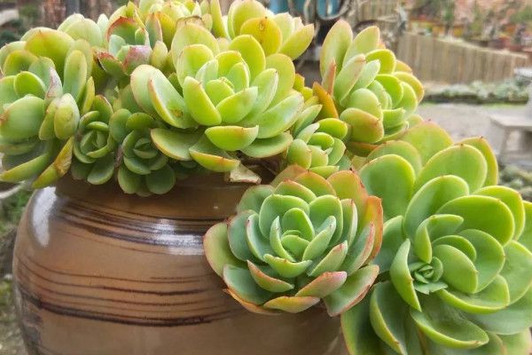 How to raise old cliff piles for succulent plants