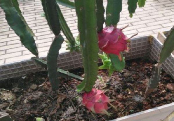 What kind of fertilizer should be applied during the fruit setting period of dragon fruit