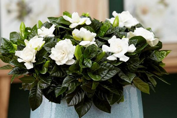 How to raise gardenia, breeding methods and matters needing attention of gardenia