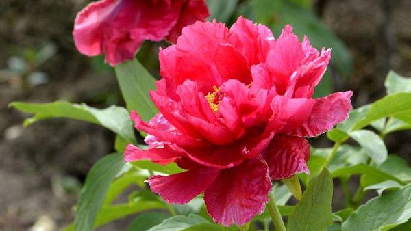 How to remedy the rotten roots of peonies