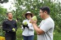 Take care of pomelo farmers Yunlin County government subsidizes 10% insurance premium for Wendan pomelo