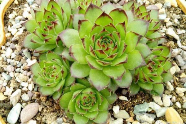 How to Lignification when only growing succulent plants