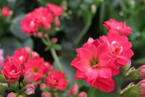 Flowers most suitable for Spring Festival maintenance