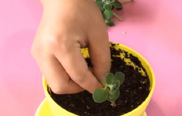 How to cut incense, it can take root and survive quickly.