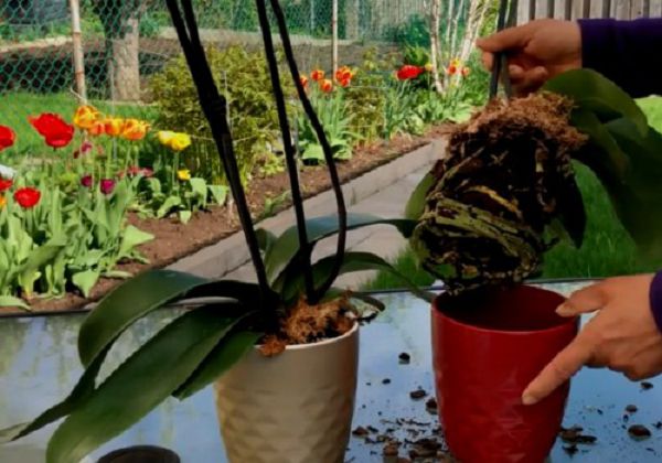 Do you need to change pots of newly bought Phalaenopsis with flower buds?