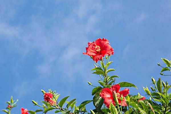 The difference between hibiscus and hibiscus peony