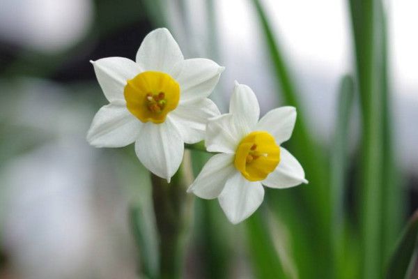 How to deal with daffodils after blooming?